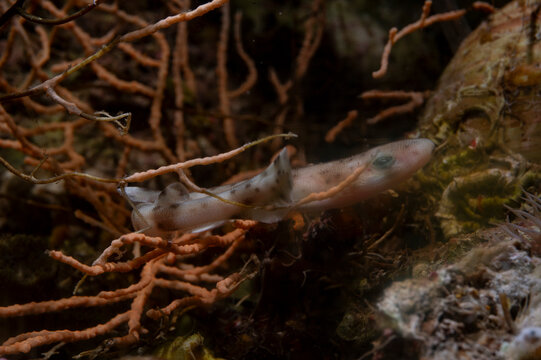 The small-spotted catshark or lesser spotted dogfish, Scyliorhinus canicula, is a cat shark. Alghero, Sardinia, Mediterranean sea