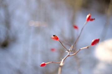 Rosehip branch with red berries in winter