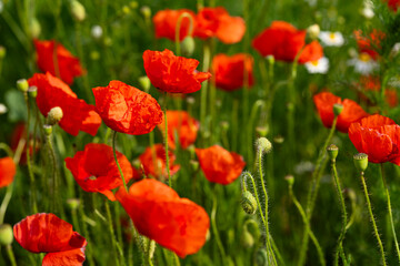 Obraz premium Beautiful red poppy flowers blooming in a green summer field, ideal for floral arrangements and botanical decorations. Concept of natural beauty, floristry and seasonal gardening