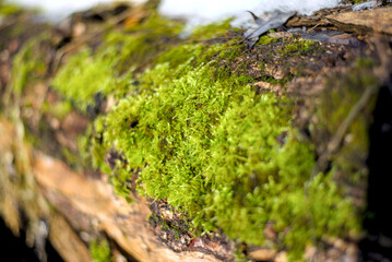 Photo of bright green moss on old tree
