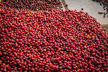 Coffee beans being sorted after harvesting