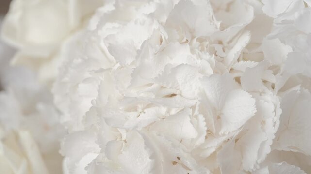 Extreme close up of delicate white hydrangea and artificial cherry blossom petals in a soft floral display