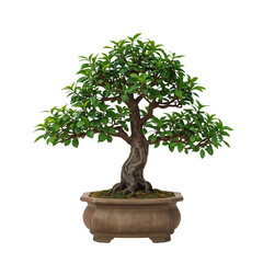 Obraz premium Bonsai Tree Placed in a Brown Pot With Lush Green Leaves and Twisted Branches in a Light Setting