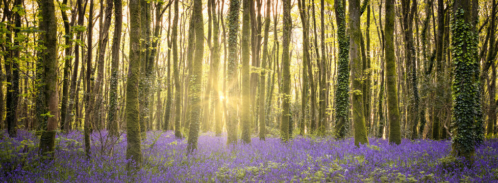 Bluebell wood in Cornwall England uk with back lighting 