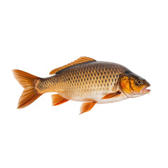 Fototapeta premium Goldfish Swimming in a Tank With Bright Orange Fins and a Shiny Body