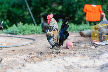 Vibrant rooster walking across a dirt farmyard near coop and hose in a rustic rural setting © Mauricio Toro