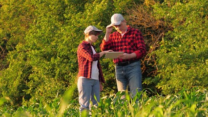Agronomist farmer colleagues analyzing corn production control use tablet outdoor. Man and woman agricultural worker talking work as team discussing organic plant cultivation research tree plantation