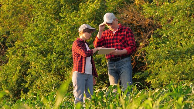 Agronomist farmer colleagues analyzing corn production control use tablet outdoor. Man and woman agricultural worker talking work as team discussing organic plant cultivation research tree plantation