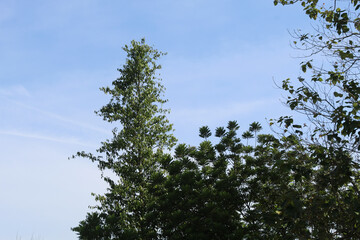 Tall green tree reaching into blue sky, capturing peaceful nature scenery and fresh outdoor atmosphere