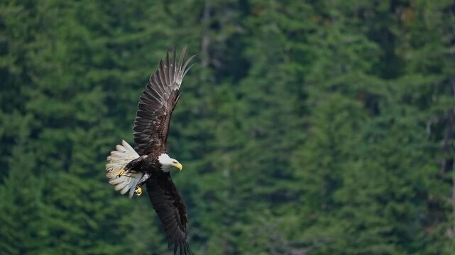 bald eagle glides in to catch a fish in slow motion