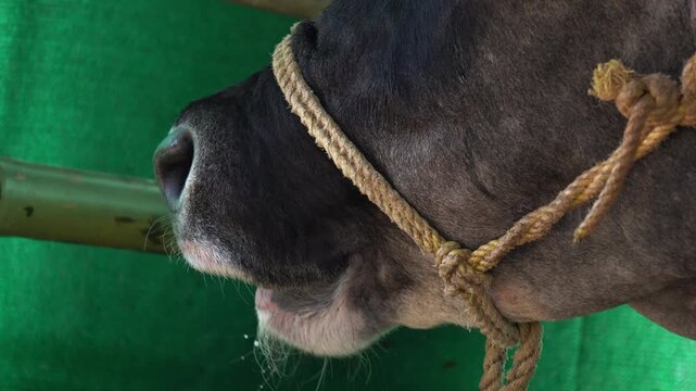Close Up of Domestic Cow Mouth with Rope Halter in Rural Cattle Shed. Macro Shot of Cow Snout in Village Barn Agricultural Life. Rural Livestock Cow Muzzle with Rope Halter Animal Husbandry Detail. 