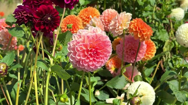 Colorful Dahlia Mix blooms  in rustic garden in sunny background. 