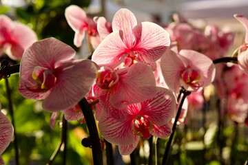 pink orchid flowers in the morning sun
