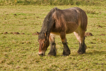brown belgian draft horse grazing in a meadow in Bourgoyen nature reserve, Ghent, Flanders, Belgium 