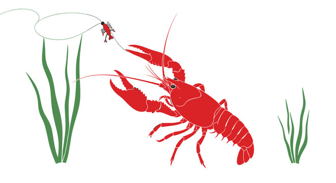 Red crawfish or crayfish swimming among green underwater plants and investigating a small piece of bait on a fishing line for nature study.