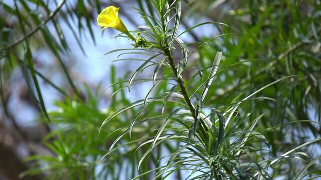 Bright Yellow Oleander Blossom with Green Leaves Botanical Scene.