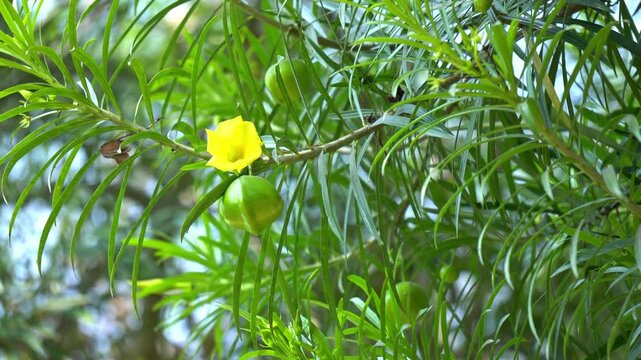 Yellow Oleander Flower Blooming on Oleander Plant. Tropical Yellow Oleander Flower and Oleander Fruit in Daylight. Poisonous Fruit Close up View. 
