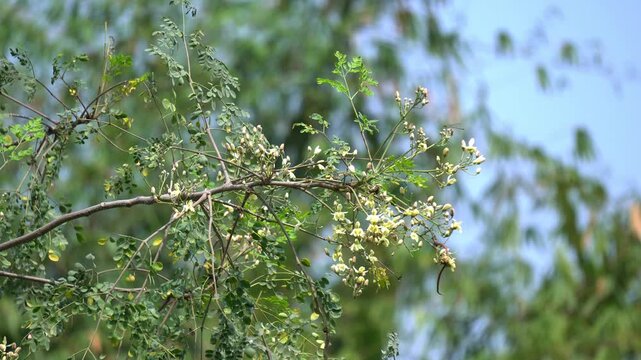 Moringa Tree Flowers and Moringa Leaves in Natural Sunlight Close Up. Fresh Moringa Oleifera Branch with Green Leaves. White Moringa Blossoms Swaying on Branch in Gentle Breeze. Drumstick Tree.