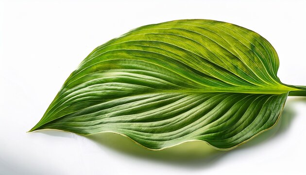 A Single Vibrant Green Hosta Leaf Isolated On White
