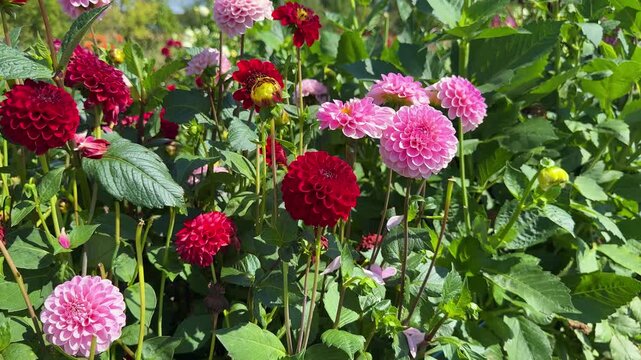 Colorful Dahlia blooms  in rustic garden in sunny background. 