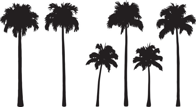 Black Solid Tall Royal Palm Tree Silhouettes Set of Six on White Background