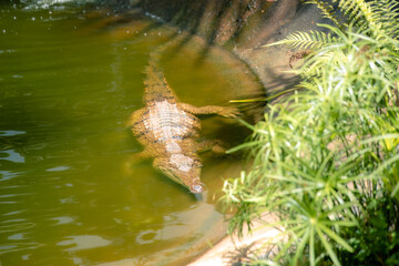 Fototapeta premium Lolcal predator- an australian crocodile, partially submerged in green water and hidden by surrounding foliag- for conservation campaigns and wildlife education. Space for text.