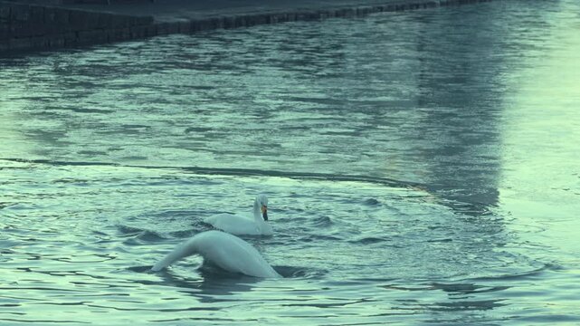 Pair of Swans Swimming and Feeding in Lake Tj&ouml;rnin at Dawn