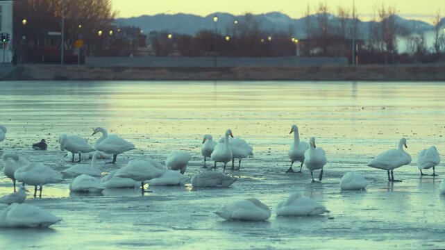 Swans and Ducks on Frozen Lake Tj&ouml;rnin at Dawn in Reykjav&iacute;k