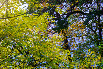 Fototapeta premium Sunlit Green Leaves in Autumn Forest Canopy