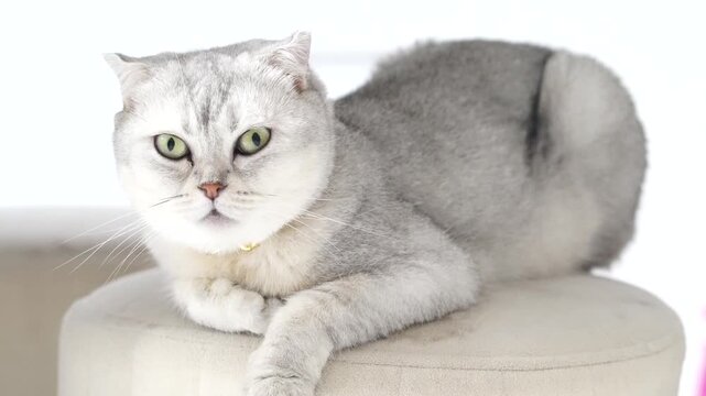 Scottish Fold cat silver tabby with green eyes and short fur relaxed sitting on beige ottoman, adorable calm domestic pet with silver fur and green eye, short hair, indoor, looking at camera