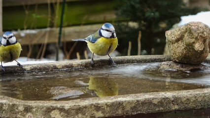 Blue tit bird standing on partially frozen birdbath in winter © Michael