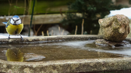 Eurasian blue tit standing on winter birdbath looking for water © Michael