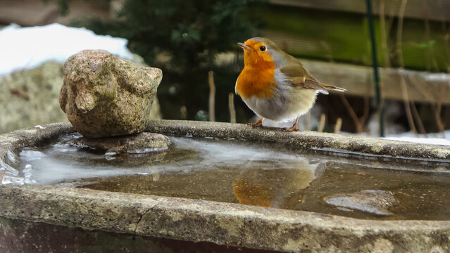 European robin standing on frozen birdbath in winter garden