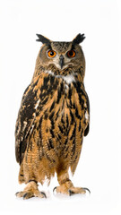 Owl Sitting on White Background, Wild Nocturnal Bird Close Up No Shadow