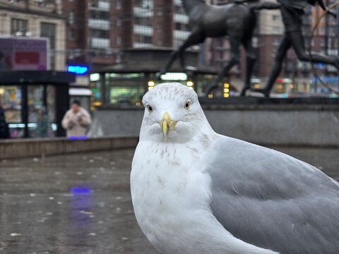 seagull in the city