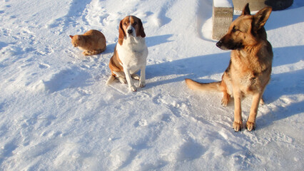 Group of pets: two dogs and a ginger cat sitting together on white snow.