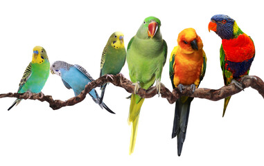 Obraz premium Different parrots sitting on branch against white background. Feathered pet