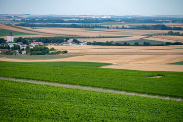 Fototapeta premium Vineyards near Sézanne in Champagne region, France, Champagne sparkling wine production landscape, rows of green grapes plants