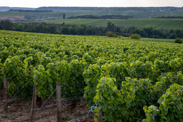 Hilly green vineyards on limestone soils near Les Riceys champagne wine making villages in Cote des Bar, South of Champagne region, France