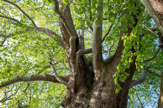A 1000-year-old historical plane tree located in Bursa T&uuml;rkiye