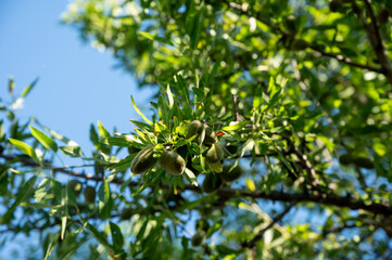 Obraz premium Cultivation of organic almond nuts, green almond tree with ripe ready for harvesting nuts