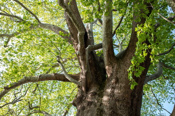 Fototapeta premium A 1000-year-old historical plane tree located in Bursa Türkiye