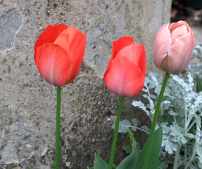 Tulipani