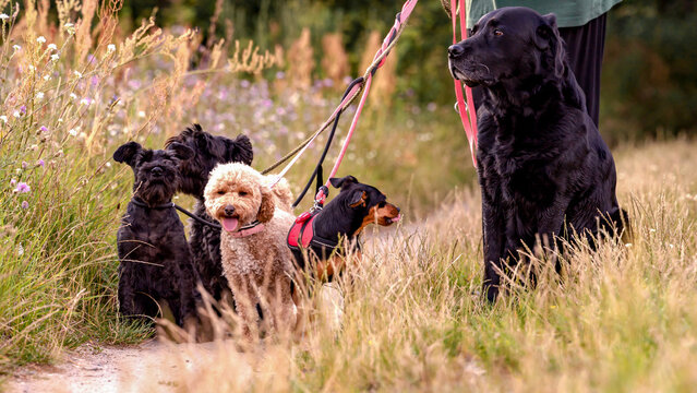 Group of five dogs on leashes stand together in tall meadow grass while their owner holds leads. Mixed breeds enjoying sunny countryside walk. Responsible pet ownership. Dog walking services