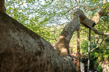 A 1000-year-old historical plane tree located in Bursa Türkiye