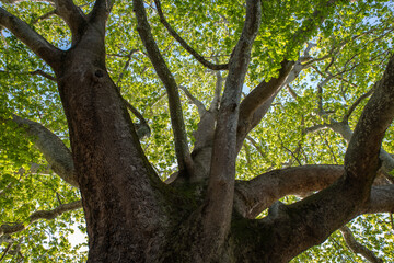 Fototapeta premium A 1000-year-old historical plane tree located in Bursa Türkiye
