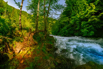 Obraz premium Powerful River Rapids Cutting Through Lush Green Forest Ravine. Wild Water, Mossy Rocks, and Sunlight in Temperate Zone. Untamed beauty and serenity of a pristine wilderness environment.