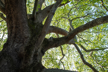 Obraz premium A 1000-year-old historical plane tree located in Bursa Türkiye
