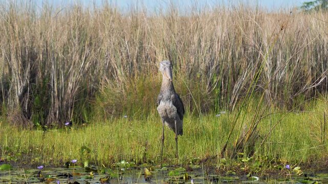 Shoebill stork standing in marsh grass. Watchful hunter surveying shallow water. Lily pads floating, tall reeds backing. Muted gray plumage, slow deliberate stance. Dawn light in wetland atmosphere