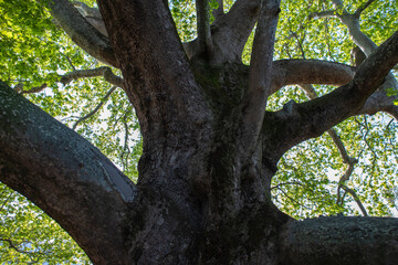 Obraz premium A 1000-year-old historical plane tree located in Bursa Türkiye